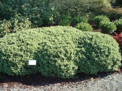 تره تیزک آبی - الهه جوانی